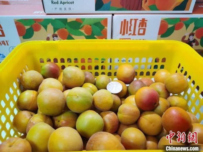 卖出80余吨！浙江台州助力新疆阿拉尔小红杏走向全国